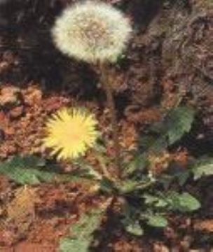Dandelion Extract  (Sales6 At Lgberry Dot Com Dot Cn)